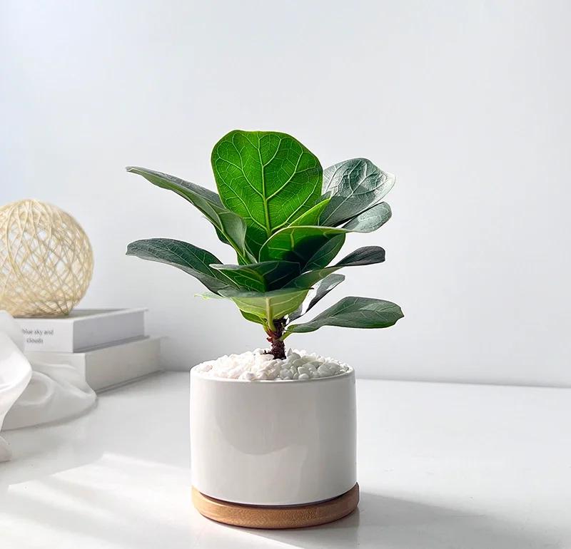 琴叶榕养护指南 打造家居绿意，轻松养护入门