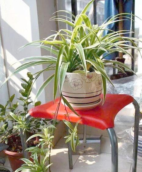 科技助力:现代家居植物养护的新变革